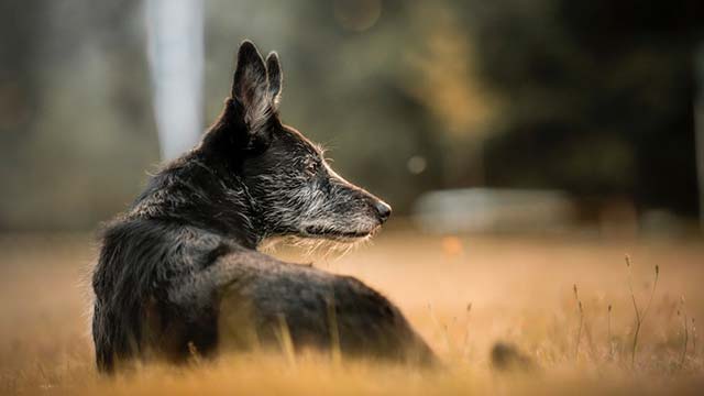 BEMER Dog Line idősödő kutyáknak