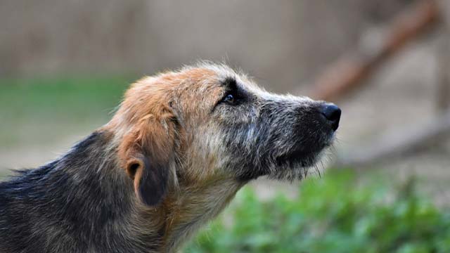 BEMER Dog Line kutyák mozgásszervi panaszaira