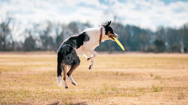 BEMER Dog Line sportkutyáknak
